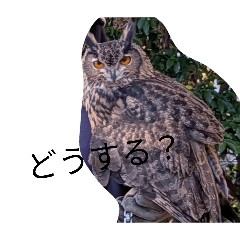 RINAPOYO_20260208140837