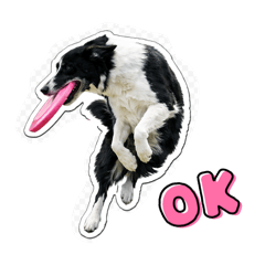 BUDDY BC_20260207013022