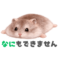 Cute Hamster for Family