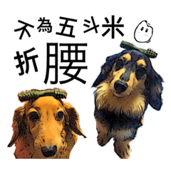 Long haired Dachshund-Rou Song & Tie Dan