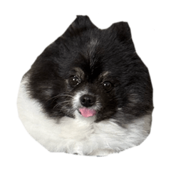 這是不能吃的那種Oreo