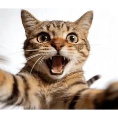 Ver: 貓咪模糊迷因