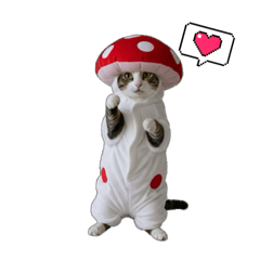 momon_20260208151232