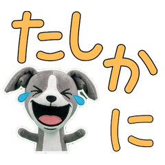 Plush Italian Greyhound 9th