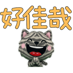 อเมริกันชอร์ตแฮร์ ไต้หวัน 34