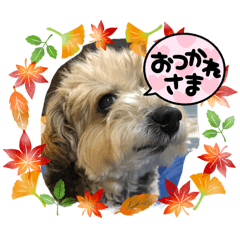 ranbo_20260209224007