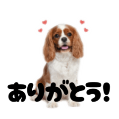 My cute dog's sticker