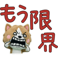 ตุ๊กตาอเมริกันสตาฟฟอร์ด 10