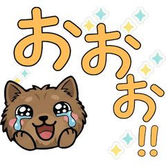 Moving Polite Cairn Terrier 24