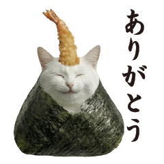 一年中使える天むす白猫