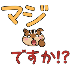 敬語丸顔シマリス23