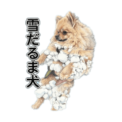 Rokky_20260209200427