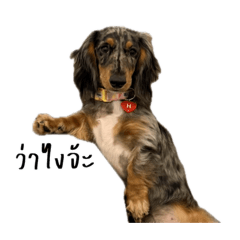 Honu the dachshund vol.2