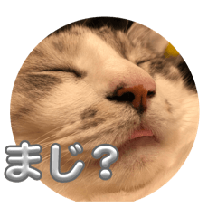 syura_20260209005249