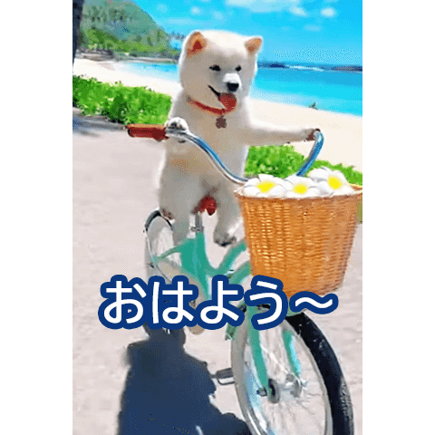 POPUP Mameshiba 2026