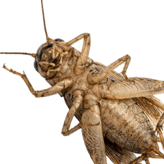 BIG! Cricket (Realistic)