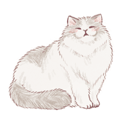 Honorifics Fluffy Ragdoll