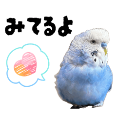 my pretty little bird