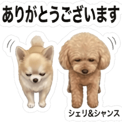 Cheri&Chance Daily Life