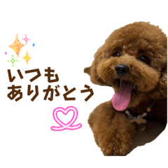 Useful Toy Poodle stickers my dog Maron