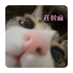 うみ是一隻好笑咪