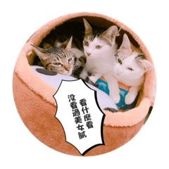 3 cats in life