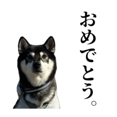 Hideyoshi_20260210002044