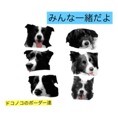 Border collie landsticker