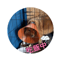 KUMA動態貼圖第七彈