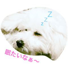 Millie chan stamp of Bichon Frize!!!