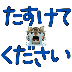 Polite American Bobtail 11