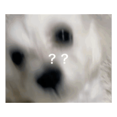 kana_20260210012240