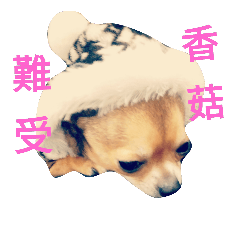 小Qbi的日常