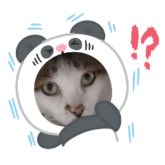 喵咪大人
