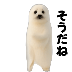 Move! Dance, Soft Seal