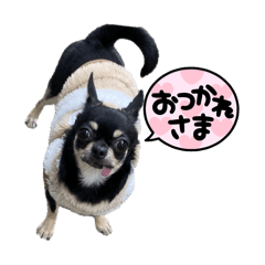 Smooth Chihuahua's daily stamps