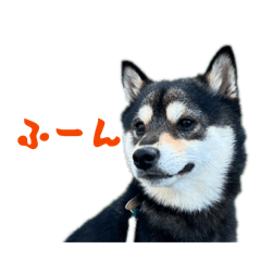 toranekodou_20260209204634