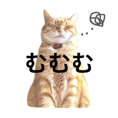 Orange Tabby Cat Mii-chan