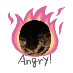 M m me e ow w is crazy!