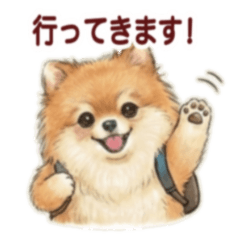 Tamamo's Orange Pomeranian