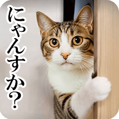 動く!リアル猫【毒舌・煽り】