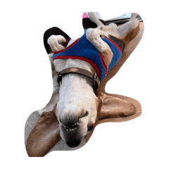 miooooo_20260209222021