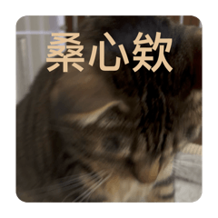 秋秋新款時尚服飾