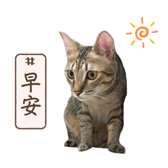 阿栗博士-栗子
