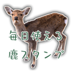 Mainichi shika *asachi