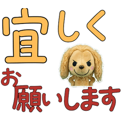 Polite Afghan Hound 11