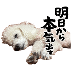 Sakura_20260210183538