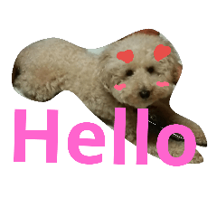 many ...dogs