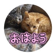 Creators Market_20260210172911