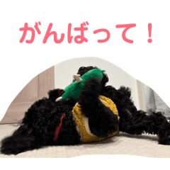 momo_20260210202208